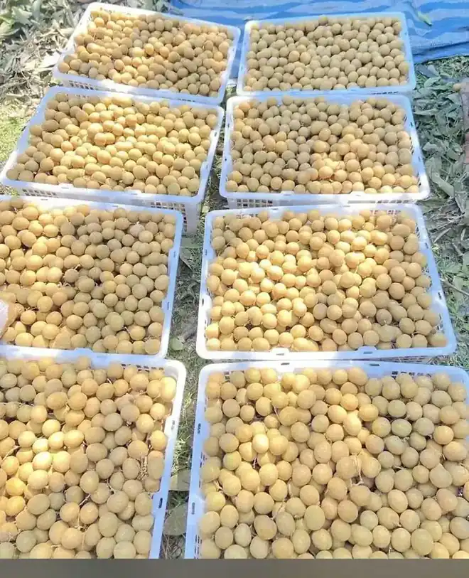 Fresh Thai longan for export
