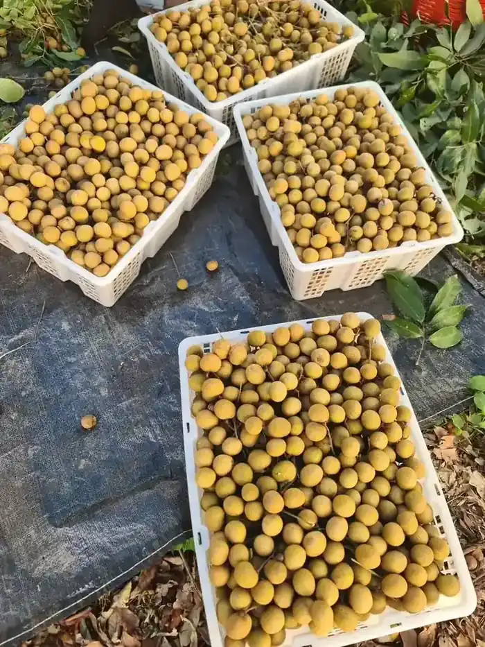Hand-graded longan in export crates