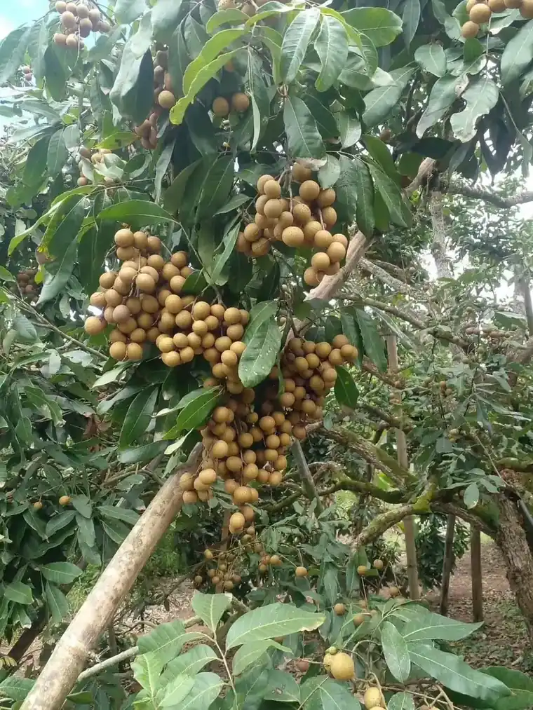 GAP-certified longan orchard in Lamphun