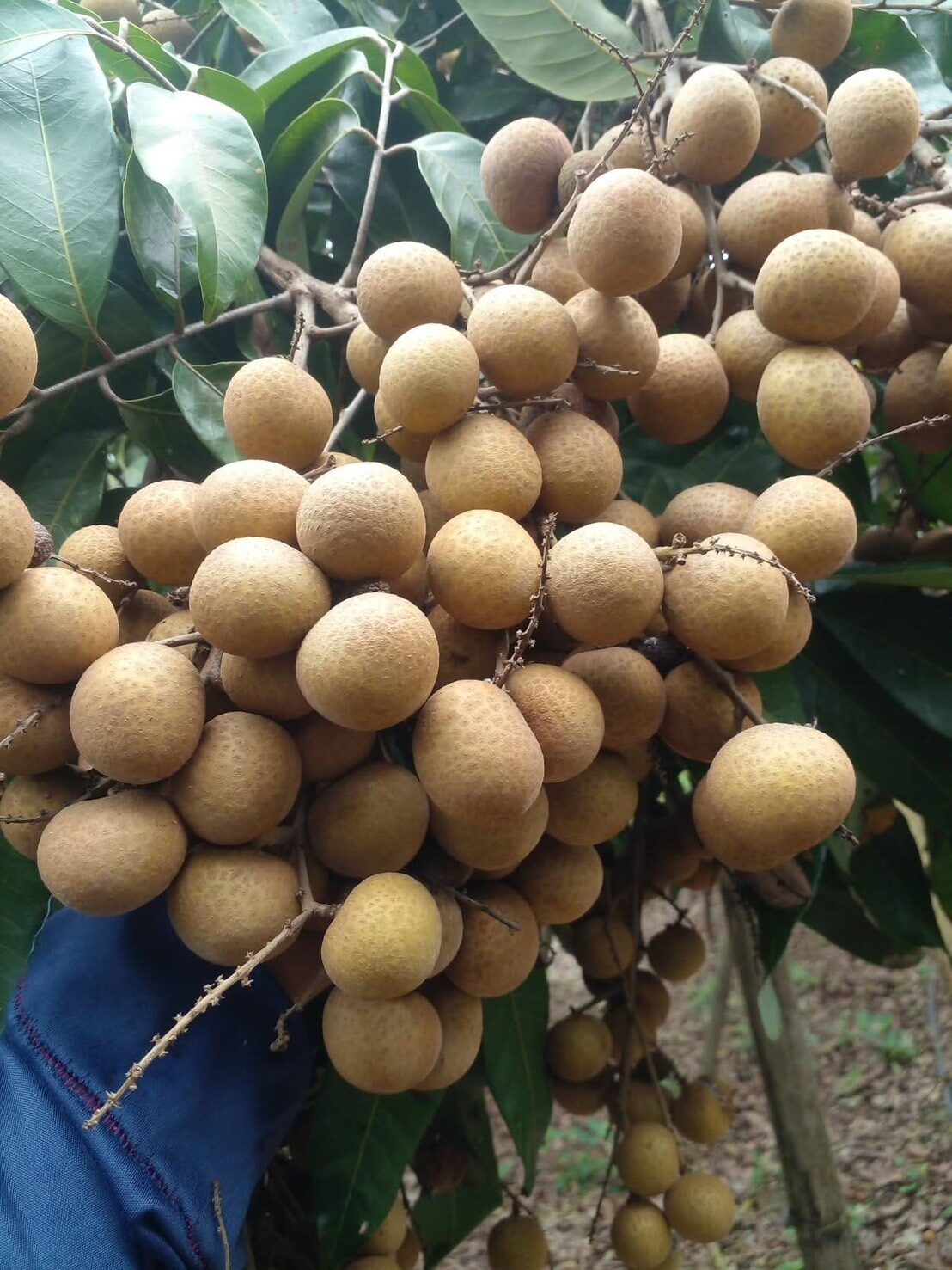 ลำไยสดบนต้น