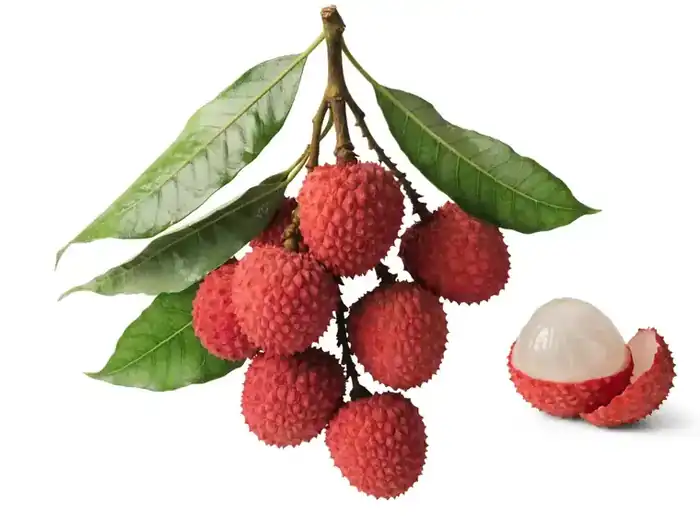 Fresh Thai lychee for export